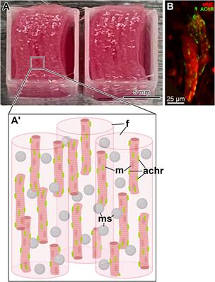 Accelerated innervation of biofabricated skeletal muscle implants containing a neurotrophic factor delivery system